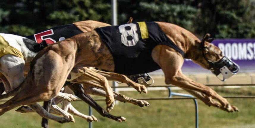 Greyhound racing, ban, West Virginia, Mardi Gras, Wheelers Island